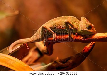 Beautiful Lizard Chamaeleonidae On A Branch