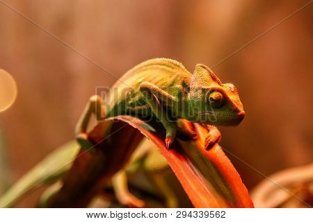 Beautiful Lizard Chamaeleonidae On A Branch