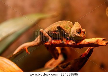 Beautiful Lizard Chamaeleonidae On A Branch
