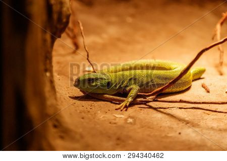Beautiful Balkan Green Lizard - Lacerta Trilineata