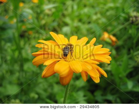 Arancione di fiori con ape