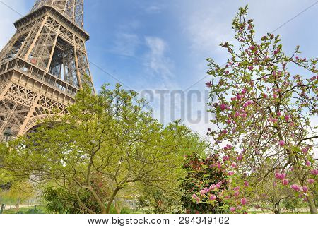 Parisian Garden With Tree Blosoming In Spring And Part Of Eiffel Tower Background