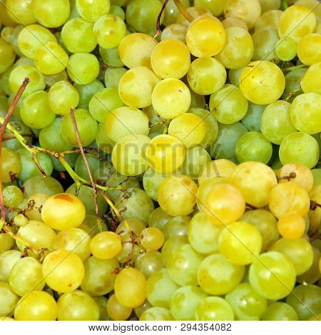 Bunch Of White Grapes Just Harvested In Autumn