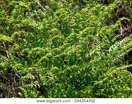 Close Up Of Green Leaves Of Green Fern (polypodiopsida Cronquist) . Nature Background, Floral Concep