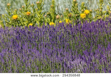 The Flourishing Lavender And Yellow Star-thistle Flowers