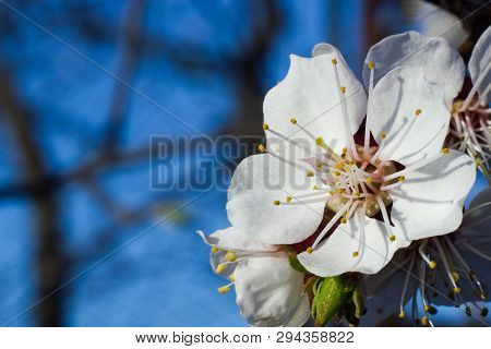 Macro Shot Of Fresh Spring Apricot Blossom In Garden On Blue Sky Morning Background. Selective Focus