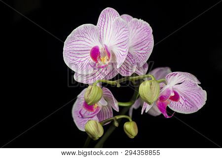 Several Beautiful Pink And White Orchid Flowers On One Branch. Isolated On Black Background.