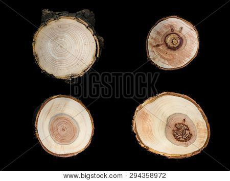 Collection Of Four Tree-rings Cross Section On Black Background. Top View. Macro. Isolated.
