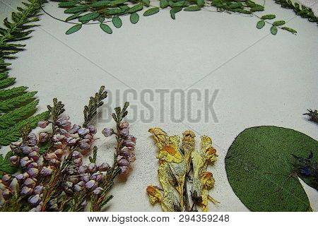 Picturesque Batanic Background With Dry Plants With Posterization Effect.