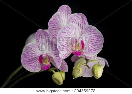 Perfect Orchids After Summer Rain At Night. Isolated On Black Background.