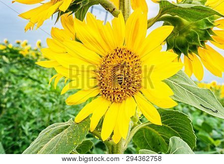 Bush Sunflower With The Main Heads Of Flowers.. Bee Pollinates A Flower Of A Sunflower In The Field.