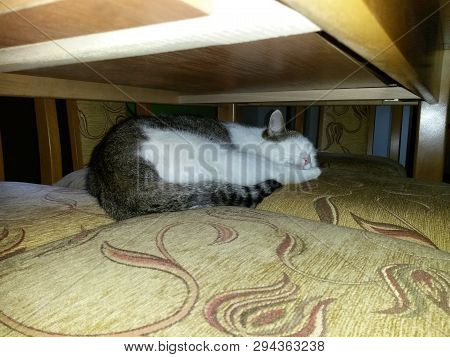 Cat White Tabby Lies And Sleeps On Chair Under Table, Image