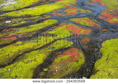 colorful red azolla floating of the river at winter at Wujie , Nantou, Taiwan