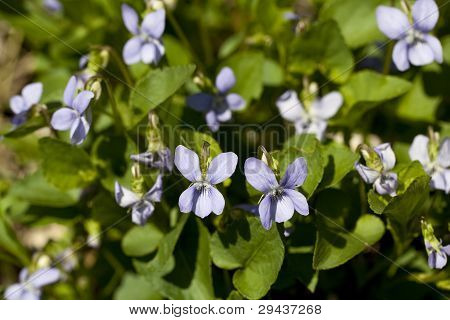 Viola Odorata