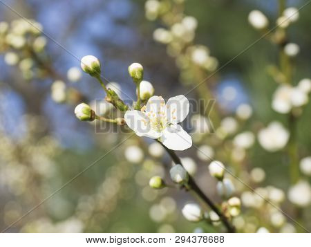 Close Up Beautiful Macro Blooming Pink Apple Blossom Bud Flower Twing With Leaves, Selective Focus, 