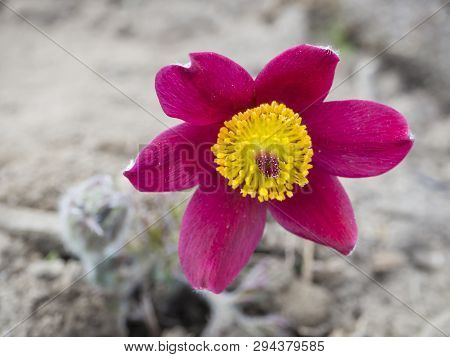 Beatiful Close Up Pulsatilla Pratensis. Purple Violet Flower Bud Small Pasque Flower, Prairie Crocus