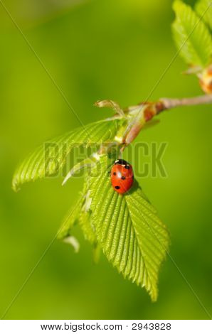Ladybug On Fresh Spring Leaf
