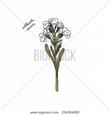 Hand Drawn Stock Matthiola Flower. Floral Design Element