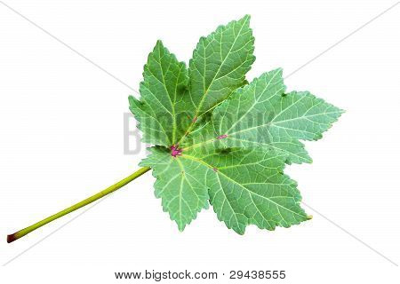 Okra, abelmoschus Esculentus blad
