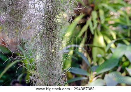The Fragment Of Hanging Spanish Moss On Background Of Orchid Feafs Plants And Other Tropical Plants