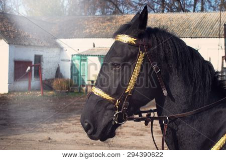 Portrait Of A Black Friesian Horse In Sun Beams On Farm Background.