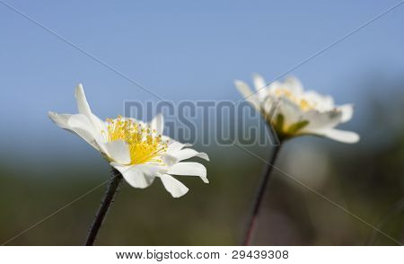 อย่างใกล้ชิดใน Dryas octopetala, Avens เขา