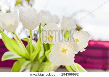 Bouquet Of White Tulips In A Vase On A Gray Background. Flowers As A Gift For Your Favorite Person. 