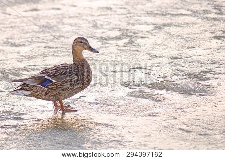 Duck Welk On A Frozen Pond With Copyspace