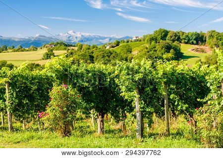 vineyard, Jurancon, France