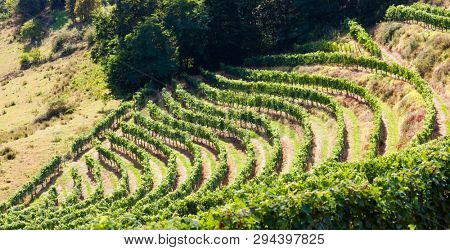 vineyard, Jurancon, France