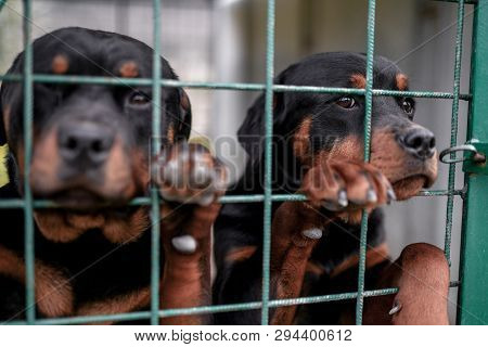 Twosmall Puppies Closed In Net. Cruelty To Animals, Dog Neglect