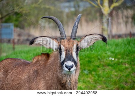 Roan Antelope Looking Around At A Zoo