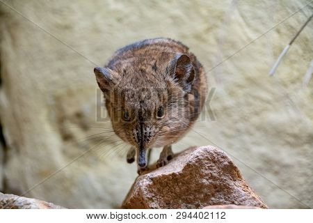 Short Eared Sengi Standing On A Small Rock