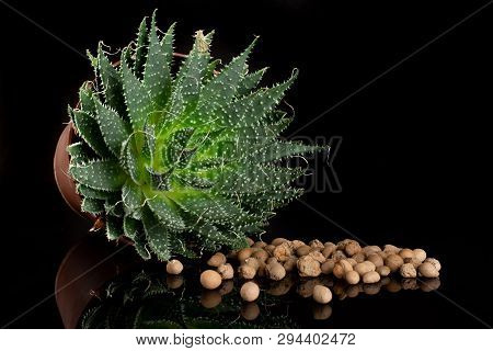 Aloe Aristata Plant In A Pot With A Lot Of Pebbles Isolated On Black Glass