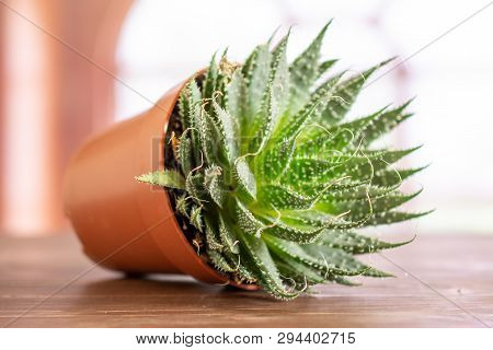 Aloe Aristata Plant In A Pot With Pebbles In A Room With Spanish Window