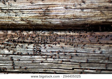 Ants Nest In Wood - Fire Ants Crawling On The Wooden Old House
