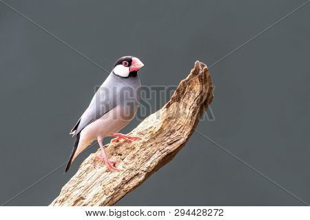 Adult Java sparrow, Lonchura oryzivora, perched on a dead branch. Grey backgournd with space for you text.