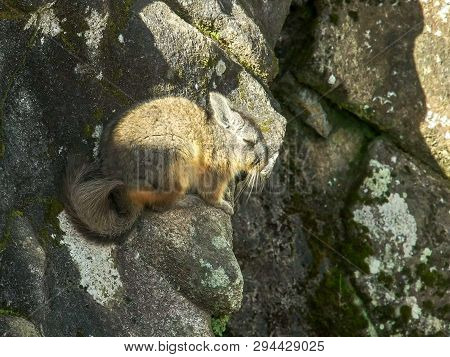 High Angle Shot Of A Viscacha At Machu Picchu