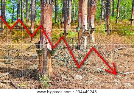 Extraction Of Natural Resin From Pine Tree Trunks - (europe - Portugal) - Concept Image
The Resin Is