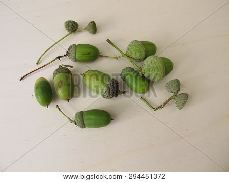 Green Acorns With Cupule In Late Summer