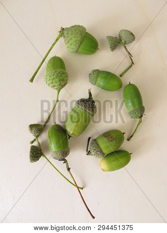 Green Acorns With Cupule In Late Summer