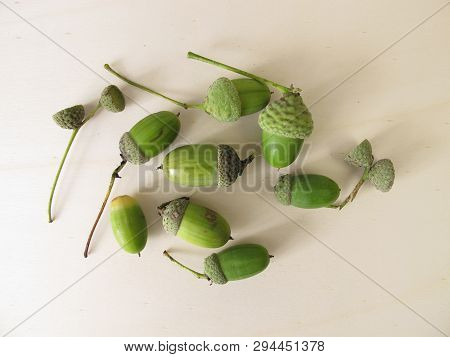 Green Acorns With Cupule In Late Summer