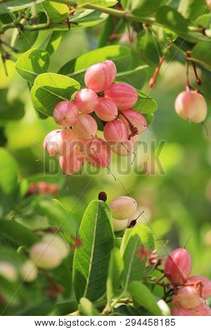 Carunda Or Karonda On The Natural Tree.