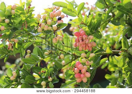 Carunda Or Karonda On The Natural Tree.