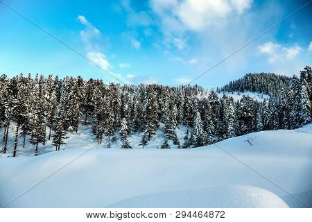 Pine Trees On The Mountains During Winter In The Swat Valley