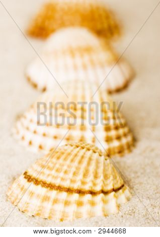 贝壳