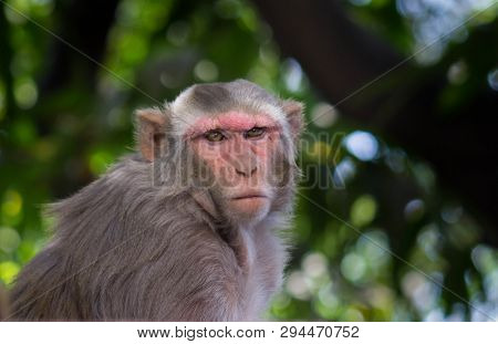 Portrait Of The Rhesus Macaque Monkey Sitting Under The Tree