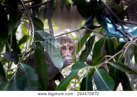 Portrait Of The Rhesus Macaque Monkey Sitting On The Tree