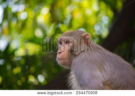 Portrait Of The Rhesus Macaque Monkey Sitting Under The Tree