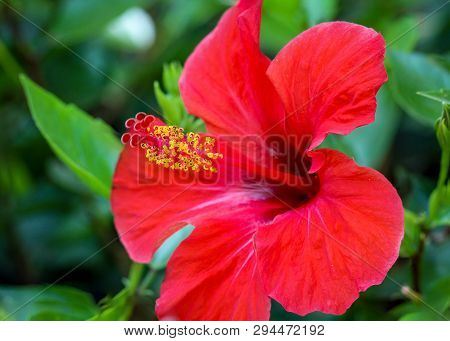 A Close Up Of The Flowers Of A Pink China Rose.
